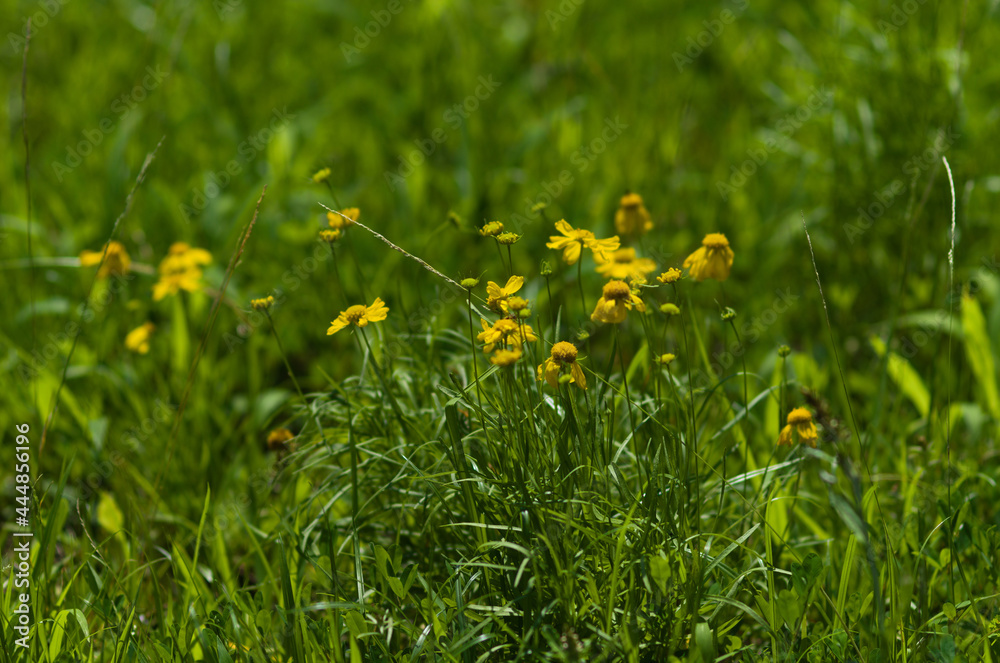 yellow dandelions on grass