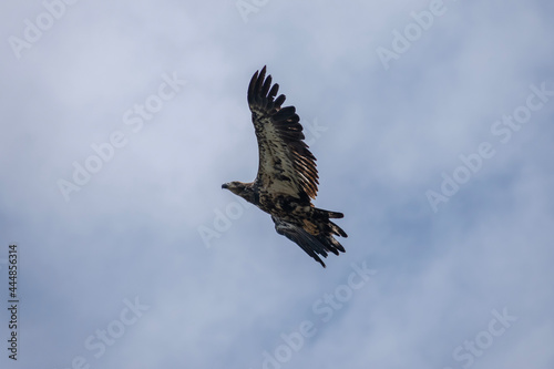 juvenile bald eagle soaring
