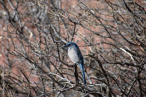 mountain bluebird in a tree © Donovan