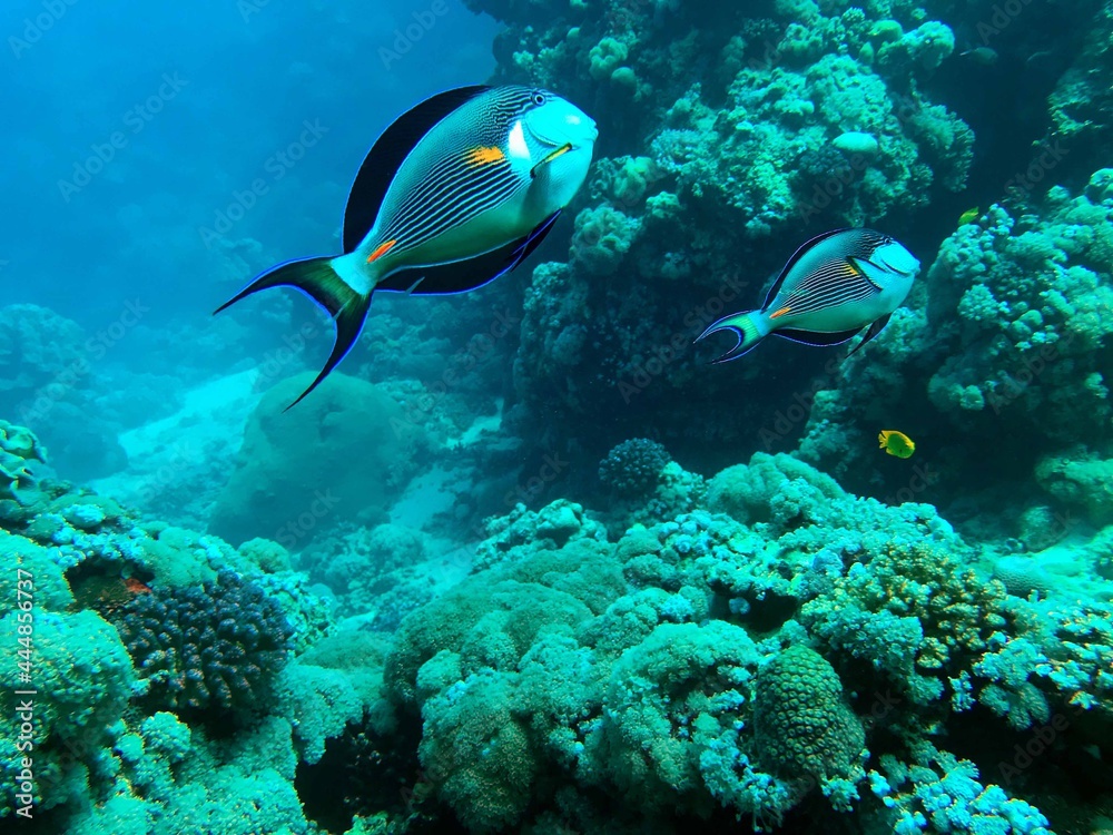 Fototapeta premium coral reef with fish