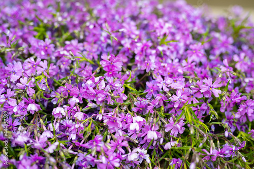 field of lavender