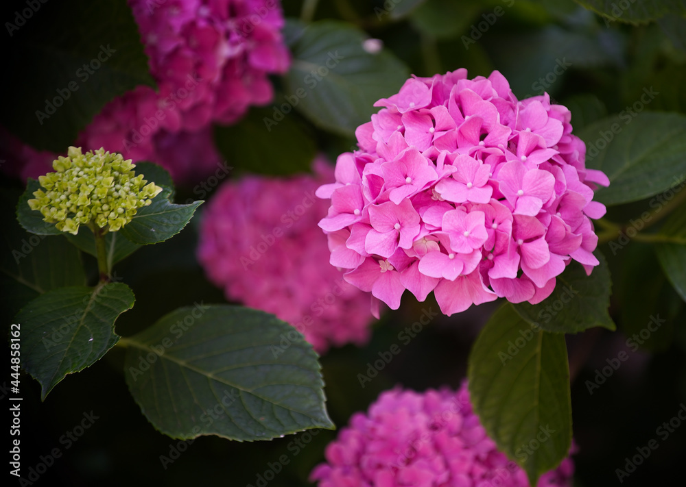 Hortensia flower - Hydrangea macrophylla - Beautiful bush of hydrangea flowers in a garden Hortensia flower - Hydrangea macrophylla - Beautiful bush of hydrangea flowers in a garden
