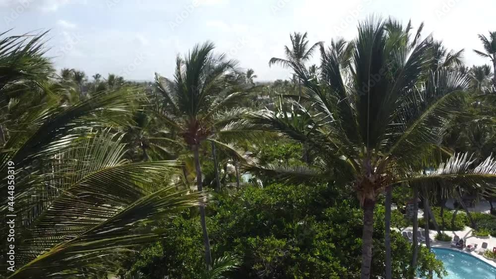 Drone rises up next to palm trees and shows a beautiful view over palm trees and hotel and pools Drone rises up next to palm trees and shows a beautiful view over palm trees and hotel and pools