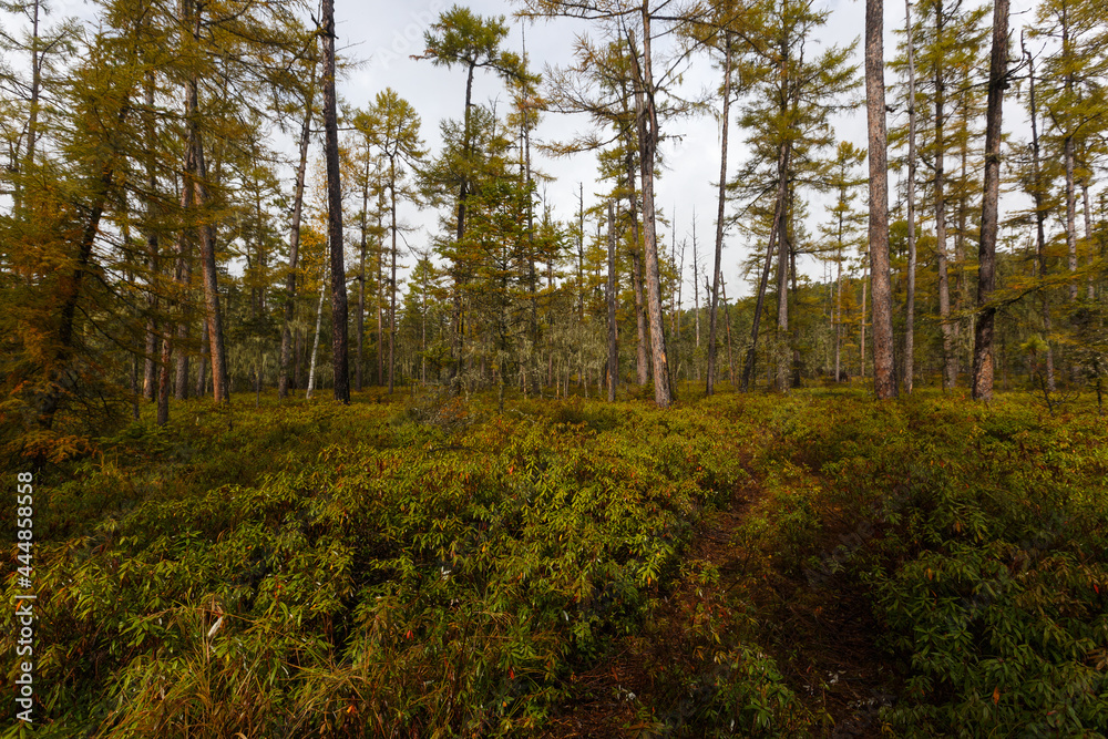 Sikhote-Alin Biosphere Reserve. Far Eastern reserved forest. Tall coniferous trees go into the sky in a dense impassable forest. Sikhote-Alin Biosphere Reserve. Far Eastern reserved forest. Tall coniferous trees go into the sky in a dense impassable forest.