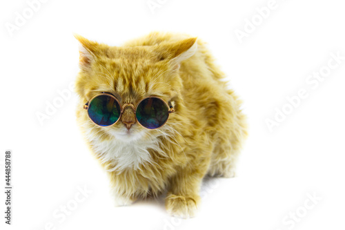 Portrait of a beautiful cute fluffy ginger cat wearing sunglasses on white background
