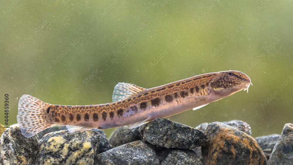 Spined loach in water Spined loach in water