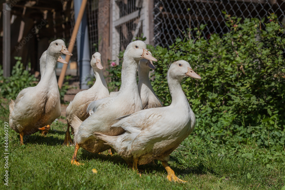 A flock of mulard ducks graze in the garden. A flock of mulard ducks graze in the garden.