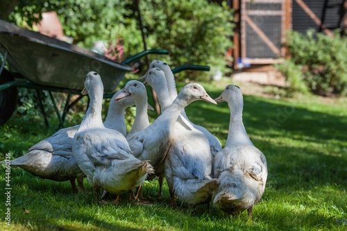 A flock of mulard ducks graze in the garden.