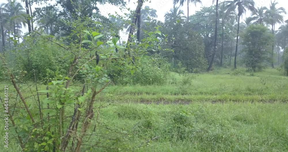 Summer Green Meadows With Lush Vegetation In Cotigao Wildlife Sanctuary, Netravali, South Goa India. - Sideways Shot Summer Green Meadows With Lush Vegetation In Cotigao Wildlife Sanctuary, Netravali, South Goa India. - Sideways Shot