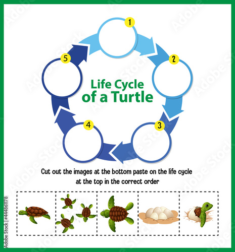 Diagram showing life cycle of Turtle photo