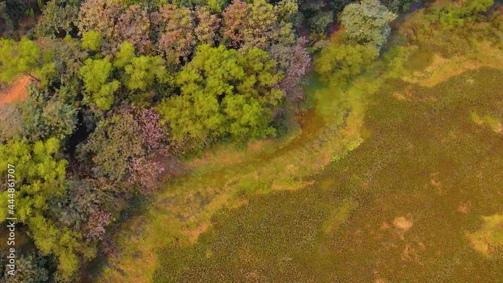 Aerial: top down view of trees in autumn in wetland environment Aerial: top down view of trees in autumn in wetland environment