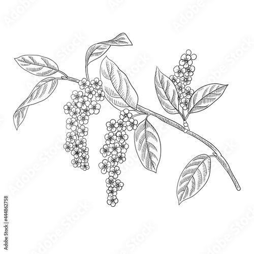 vector drawing flowering branch of bird cherry tree with flowers and leaves, hand drawn vintage illustration