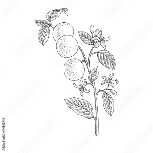 vector drawing branch of orange tree with leaves, flowers and fruit, hand drawn vintage illustration