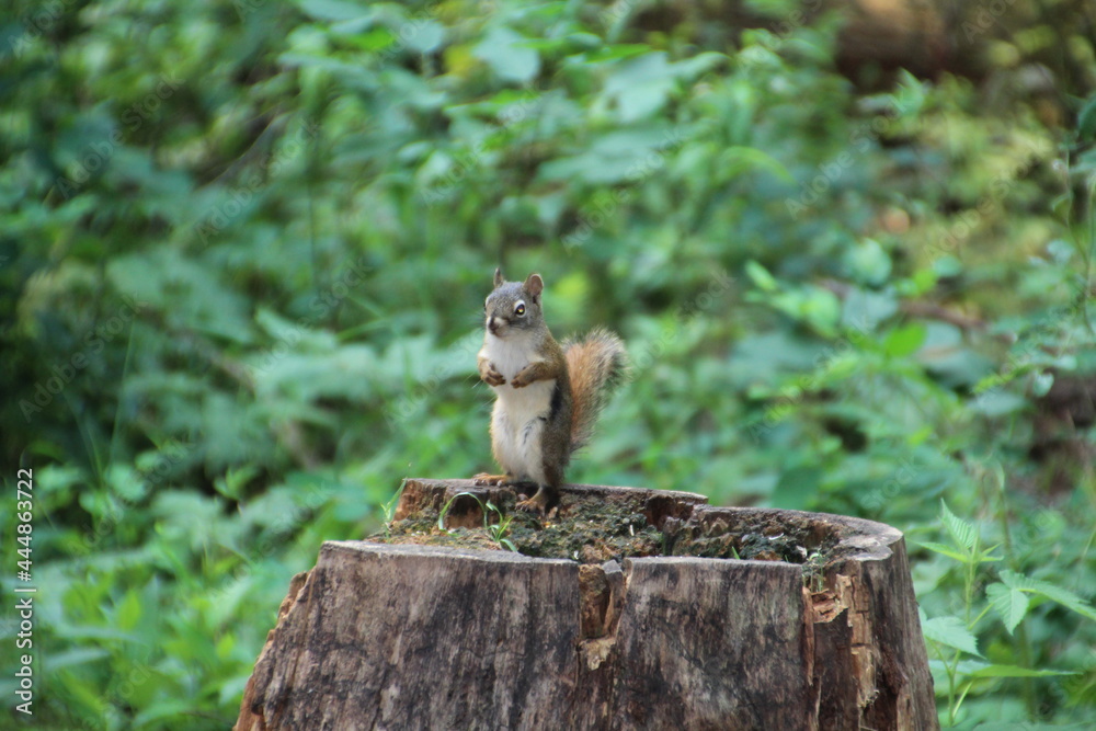 Standing Squirrel, Whitemud Park, Edmonton, Alberta Standing Squirrel, Whitemud Park, Edmonton, Alberta