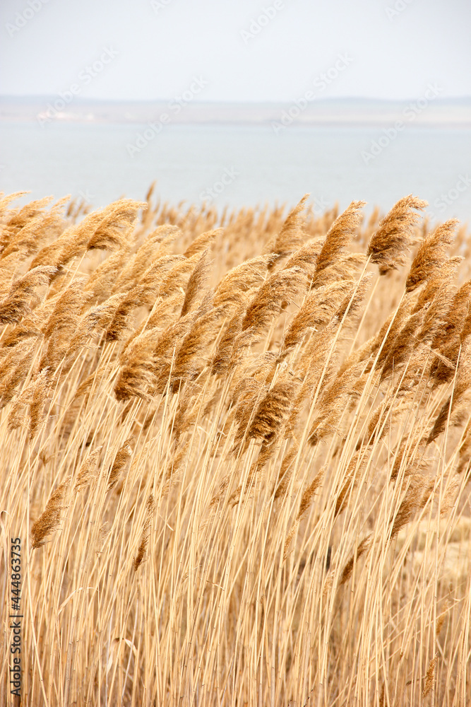 Fototapeta premium Dry reed outdoor in light pastel colors, reed layer, reed seeds. Beige reed grass, pampas grass. Abstract natural background. Beautiful pattern with neutral colors. Minimal, stylish, trend