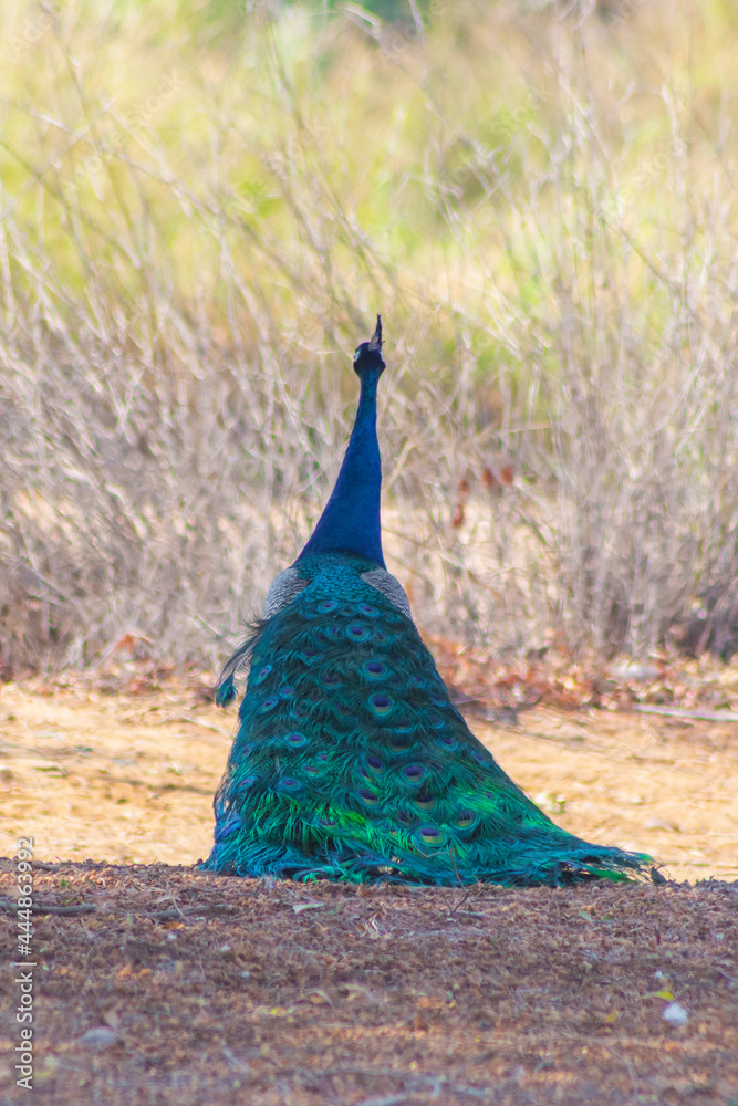Obraz premium peacock