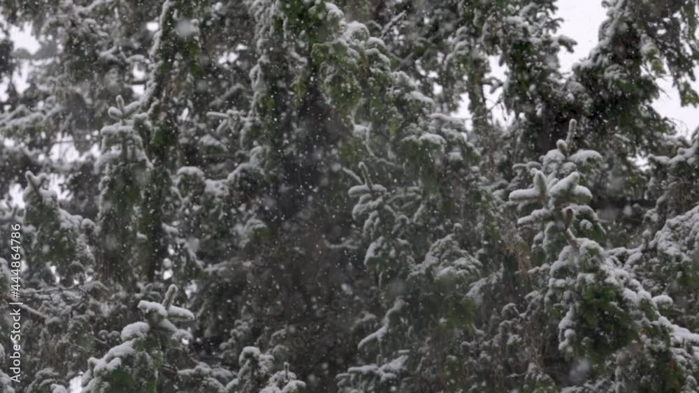 Evergreen Branches in a Forest during heavy snowfall in Winter in Slow Motion Evergreen Branches in a Forest during heavy snowfall in Winter in Slow Motion