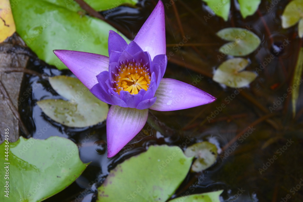 water lily in the pond-khandala water lily in the pond-khandala