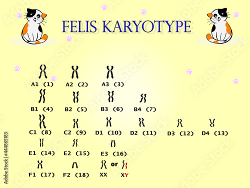 Felis karyotype cat have 19 pairs of chromosome.