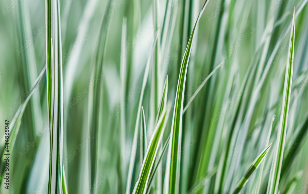 Decorative blue grass and white green striped. Blue Fescue and Arrhenatherum elatius bulbosum variegatum. Natural background