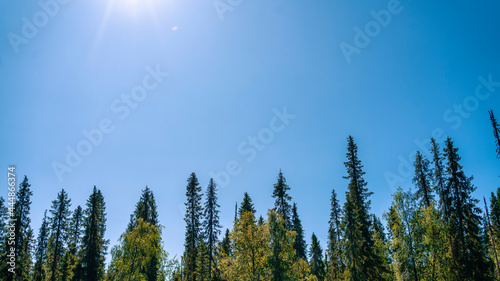 The nature of the taiga. Beautiful summer forest landscape with firs looking into the blue sky.