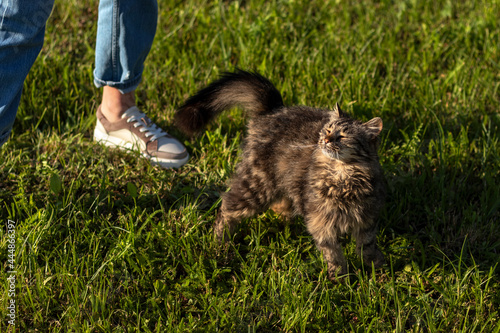 Young fluffy cat basks in the sun on a green lawn.