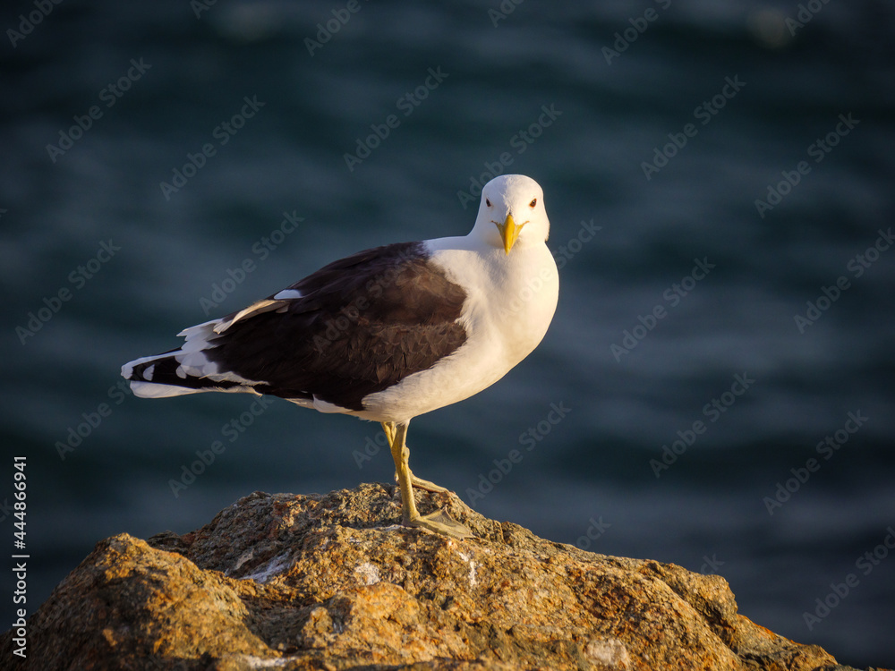 Kelp gull (Larus dominicanus) standing on a rocky shore on the garden Route. Western Cape. South Africa Kelp gull (Larus dominicanus) standing on a rocky shore on the garden Route. Western Cape. South Africa