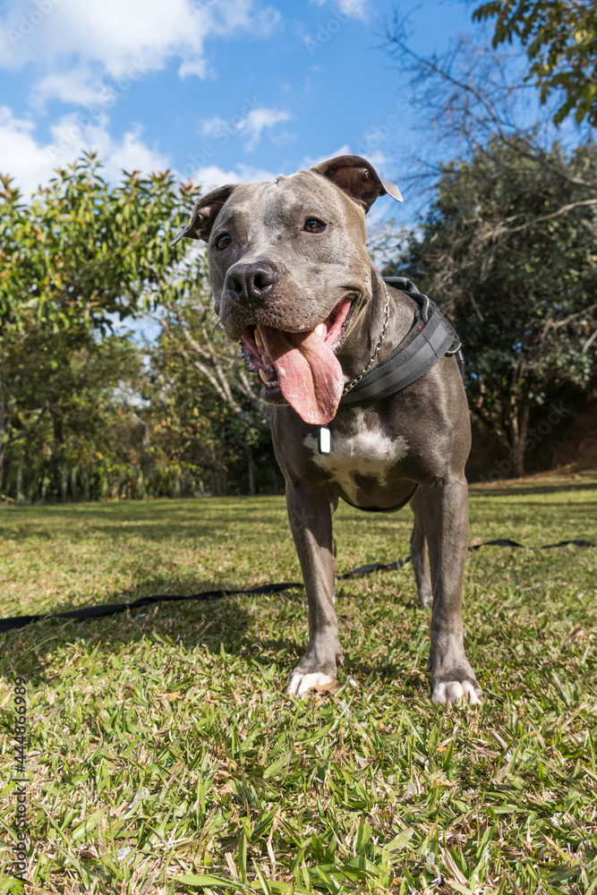 Pit bull dog playing in an open field at sunset. Pitbull blue nose in sunny day with green grass and beautiful view in the background. Selective focus.