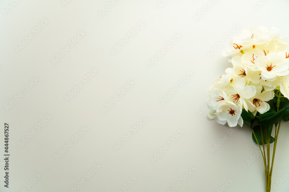 Minimalist Beautiful Flower On White Background using For Background Minimalist Beautiful Flower On White Background using For Background