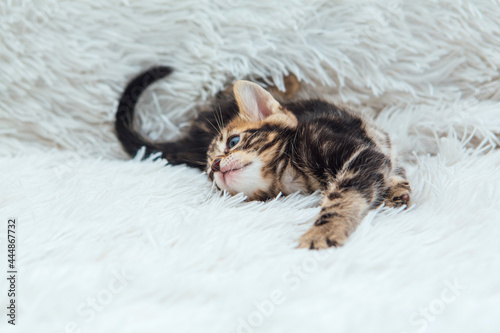 Little bengal kitten on the white fury blanket © Smile
