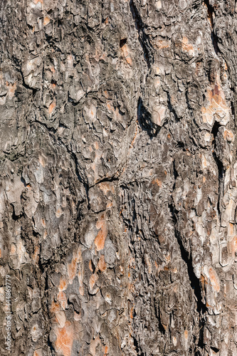 The bark on the trunk of a pine tree in close-up. The texture and pattern of natural wood. The background image. © Aleksandr Bushkov