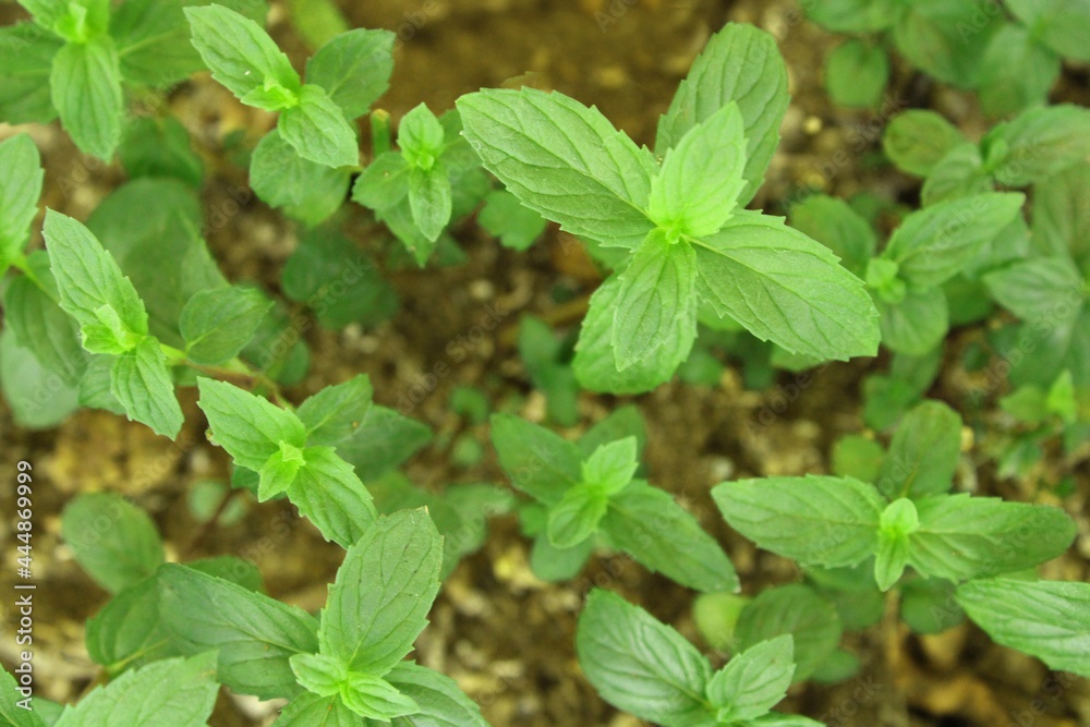 mint leaves in the garden mint leaves in the garden