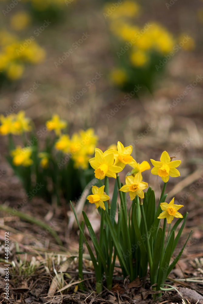 Obraz premium daffodil