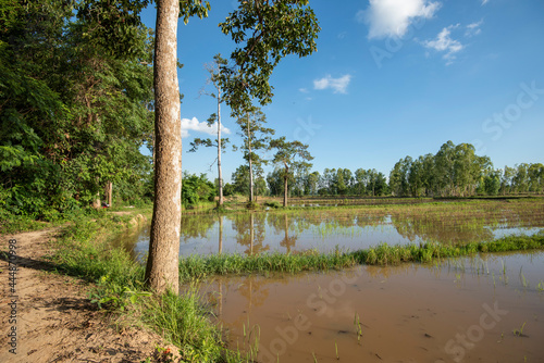 Rice fields filling with water after tropical storm showing higher walkways built to alow farmers to access separated paddy fields when flooded photo