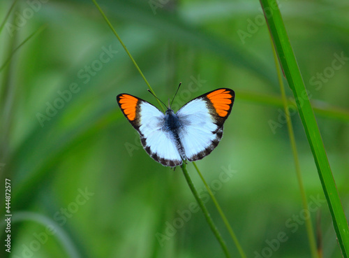 Colotis antevippe or red tip butterfly in bush of Zambia South African region Africa © Samik