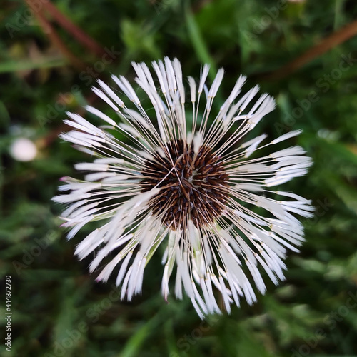 Big white dandelion flower macro image  close up flower photo.