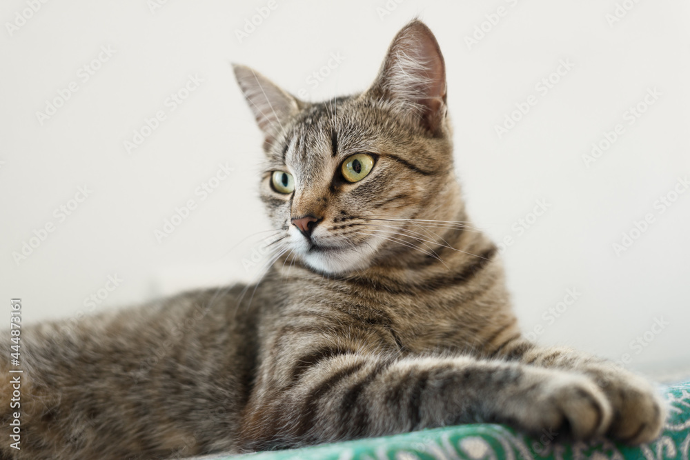 Portrait of a sitting striped cat in a pose that expresses calm and confidence