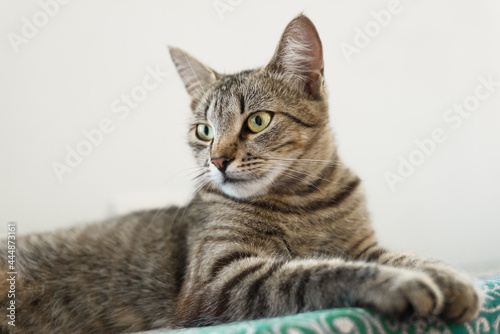 Portrait of a sitting striped cat in a pose that expresses calm and confidence © SerPhoto