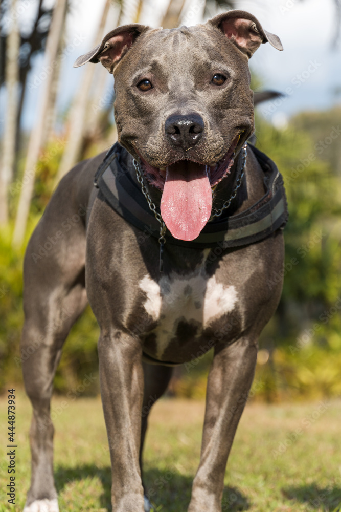 Pit bull dog playing in an open field at sunset. Pitbull blue nose in sunny day with green grass and beautiful view in the background. Selective focus.