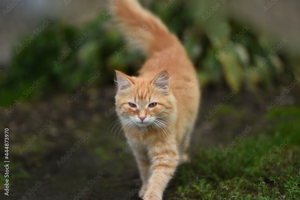 cat on the grass cat on the grass