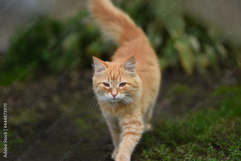 cat on the grass