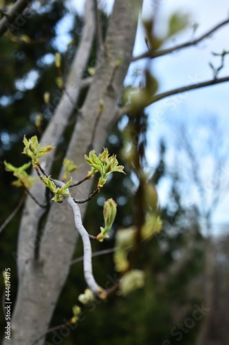 spring in the park