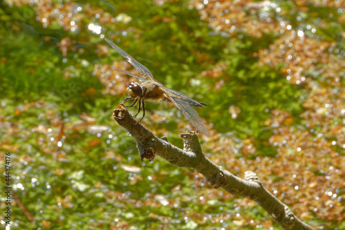 Four-spotted chaser (Libellula quadrimaculata), also known as four-spotted skimmer.