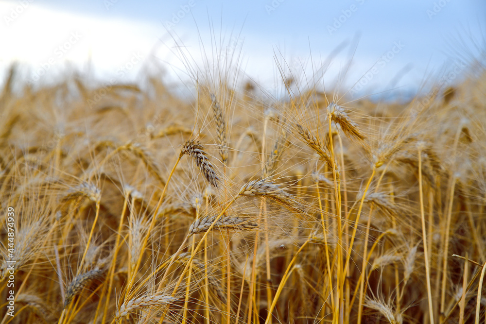 Fototapeta premium Amitiés