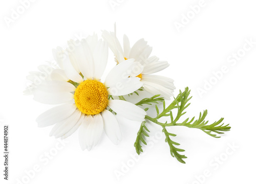 Fototapeta Naklejka Na Ścianę i Meble -  Beautiful chamomile flowers on white background