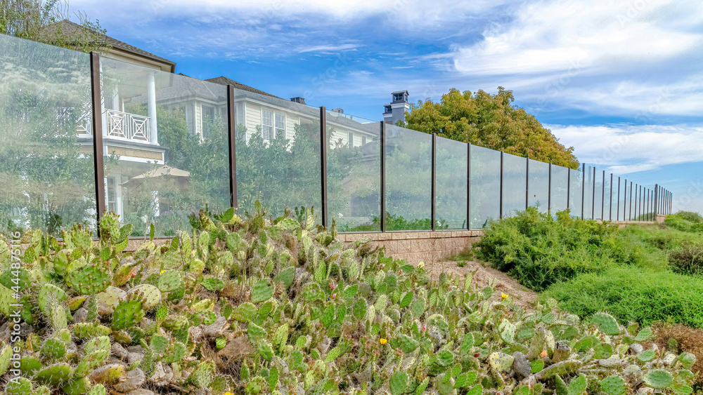 Pano Cactus and wild green plants growing outside the glass fence of houses