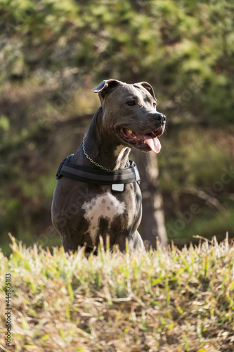 Pit bull dog playing in an open field at sunset. Pitbull blue nose in sunny day with green grass and beautiful view in the background. Selective focus. © Diego