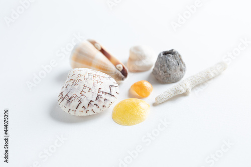 変わった模様の貝殻