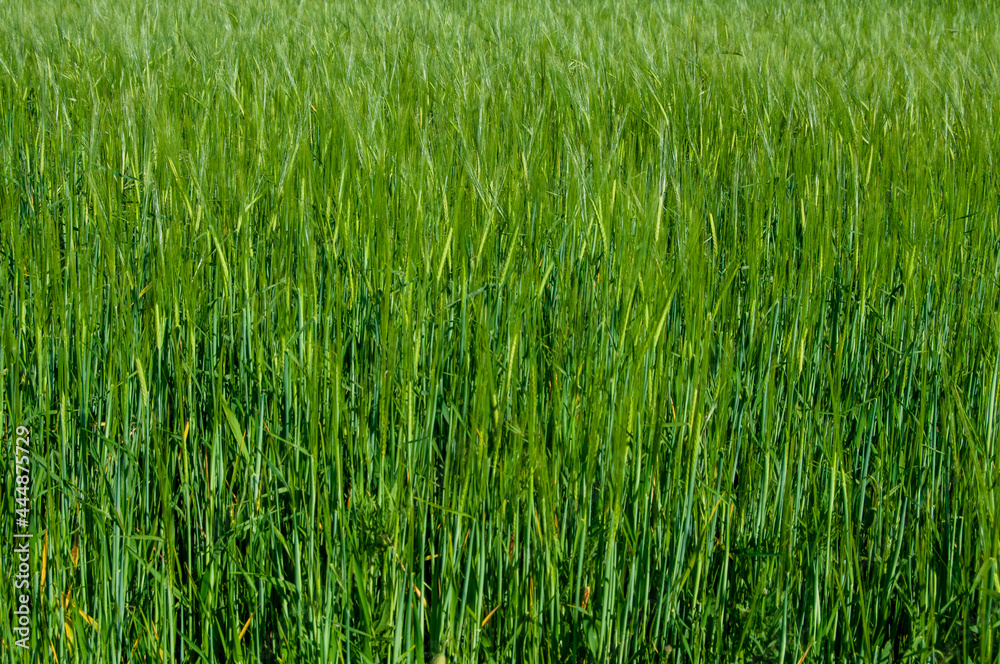 Fondo de campo de trigo madurando en primavera Fondo de campo de trigo madurando en primavera