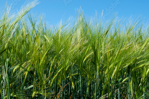 Fondo de campo de cebada madurando en primavera